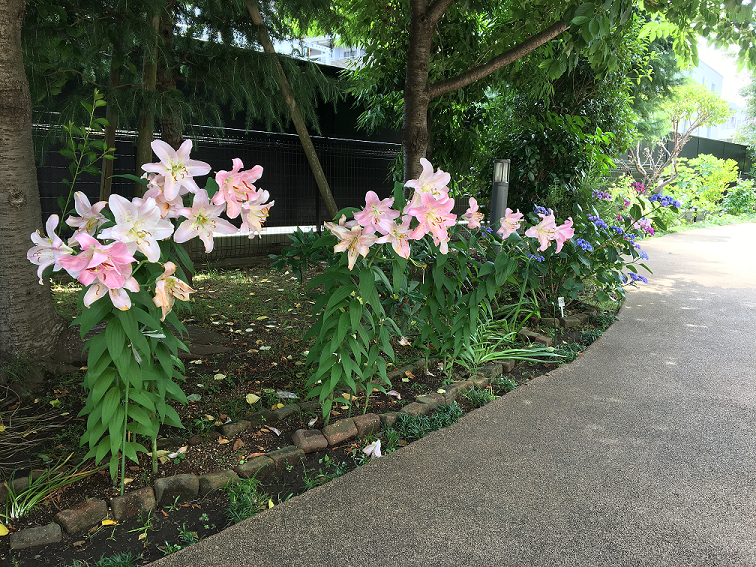 6月9日　あじさいとゆり